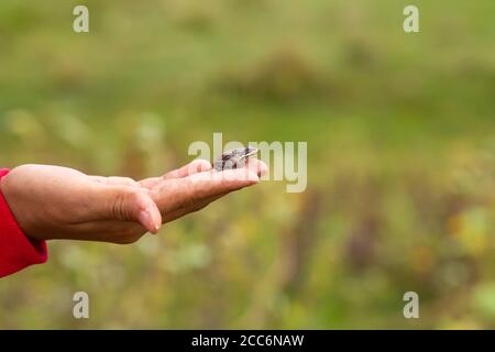 Das Mädchen hält in ihrer Handfläche eine kleine Erdkröte vor dem Hintergrund eines grünen Feldes. Stockfoto