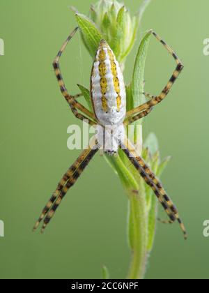 Dorsale Ansicht einer weiblichen, gebänderten Gartenspinne, Argiope trifasciata, die auf einer Pflanze und ihrem Netz ruht, mit ihren Beinen in einer charakteristischen X-Position Stockfoto