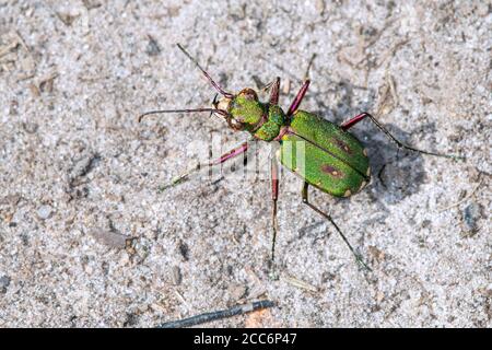 Grüner Tigerkäfer (Cicindela campestris) Sonnen auf trockenem Sand in Heide Stockfoto