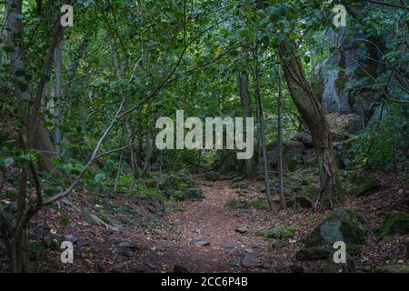 Weg durch einen mystischen Wald entlang einer bewachsenen Felswand. Im Sommer. Stockfoto