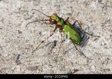 Grüner Tigerkäfer (Cicindela campestris) Sonnen auf trockenem Sand in Heide Stockfoto
