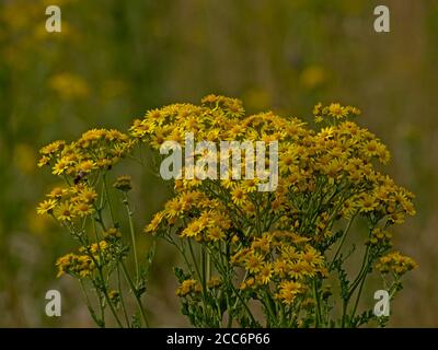 Leuchtend gelbe, gemeine Ragwurzblüten auf grünem Bokeh-Hintergrund. Stockfoto