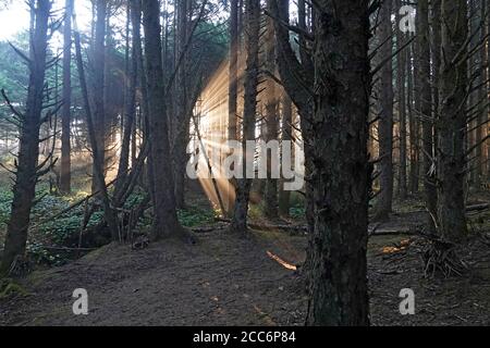 Goldene Strahlen des Lichts der Morgendämmerung, die durch einen Hain von Zedernbäumen auf einem Pfad am Meer an der Pazifikküste von Oregon in der Nähe der Stadt Yachats strömen. Stockfoto