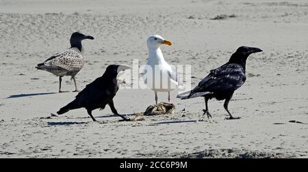 Möwen und ein Paar Raben kämpfen an einem Strand in der Nähe von Walport, Oregon, um eine gestrandete dungeness Krabbe. Stockfoto