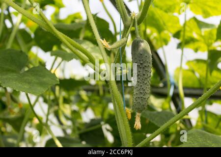 Gurken im Korb und Blüte der Gurke auf der Rebe, Landwirtschaft und Ernte Konzept. Stockfoto