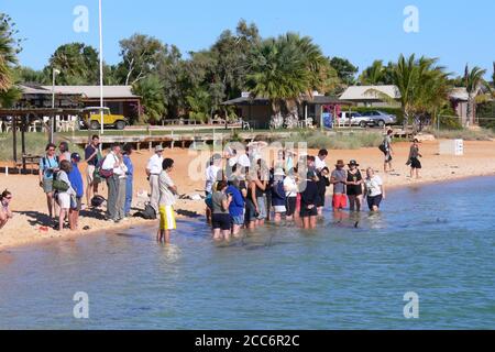 AUSTRALIEN, SHARK BAY, MONKEY MIA, 26. MAI 2006: Delfininteraktion am Strand von Monkey Mia während der Fütterungszeit Stockfoto