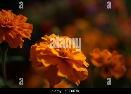 Französische Marigolds in der Nachmittagssonne aus der Nähe Stockfoto