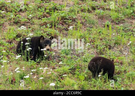 Nordamerika; USA; Alaska; Yukon Drainage; Wildlife; American Black Bear; Ursus americanus; Sommer Stockfoto