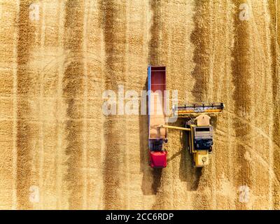 Luftdrohne Draufsicht von oben: Überladung von Getreide von Mähdreschern in Getreidewagen im Feld. Harvester Ablader Gießen Weizen in Box Körper Stockfoto