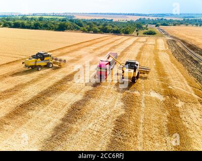 Luftdrohnenansicht. Überladung von Getreide von Mähdreschern in Getreidewagen auf dem Feld. Harvester Unloder Gießen geernteten Weizen in eine Box Körper Stockfoto