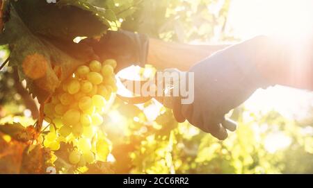 Vintage-Zeit. Nahaufnahme Bild Hände mit Schere Schneiden einer Traube Trauben Stockfoto