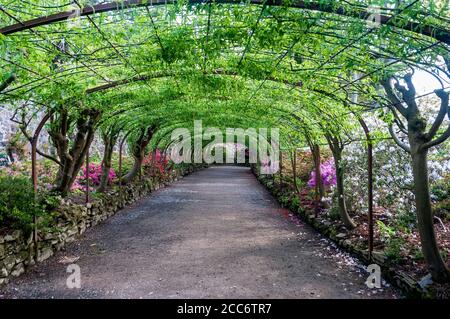 Wales, Großbritannien - 16. Mai 2012: Laburnum Arch in Bodnant Gardens, Conwy Valley, North Wales, Großbritannien Stockfoto