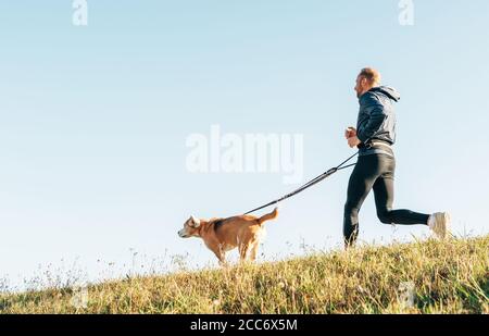 Morgen Canicross Übung. Der Mensch läuft mit seinem Beagle-Hund. Stockfoto