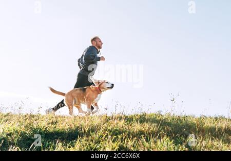 Der Mensch läuft mit seinem Beagle-Hund. Morgen Canicross Übung. Stockfoto