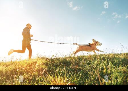 Canicross Übungen. Der Mensch läuft mit seinem Beagle-Hund. Outdoor-Sport mit Haustier Stockfoto