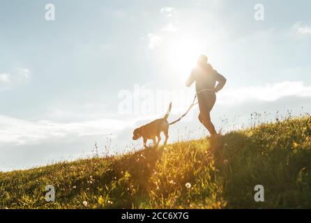 Helle sonnige Morgen Canicross Übungen. Der Mensch läuft mit seinem Beagle-Hund. Stockfoto