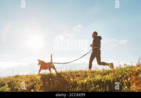 Canicross Übungen. Der Mensch läuft mit seinem Beagle-Hund am sonnigen Morgen Stockfoto