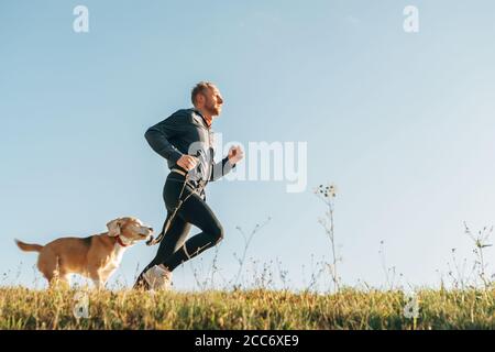 Sportliche Aktivitäten mit Haustier. Canicross Übungen. Der Mensch läuft mit seinem Beagle-Hund Stockfoto