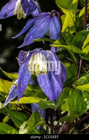 WESTERN Blue Virginsbower (Clematis occidentalis) Stockfoto