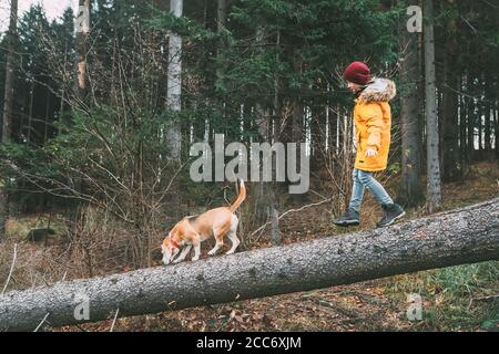 Junge im leuchtend gelben Parka geht mit seinem Beagle-Hund Im Kiefernwald auf dem fallenden Baum Stockfoto