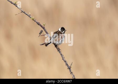 Reed Bunting thront auf einem dornigen Bramble in Oare Marshes, Kent, Großbritannien Stockfoto