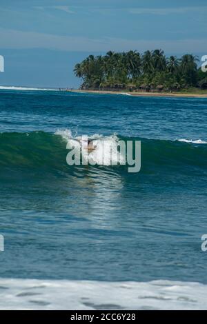 Surfer auf dem Meer, Palmen im Hintergrund, blauer Himmel. Arugam Bay, Sri Lanka. Hochformat Stockfoto