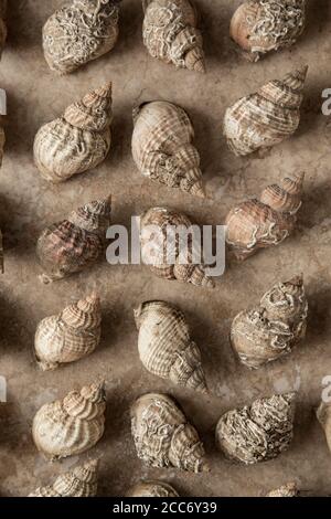 Leere Whelk Shells, Buccinum undatum, angeordnet und fotografiert auf einem hellen Steinhintergrund. England GB Stockfoto