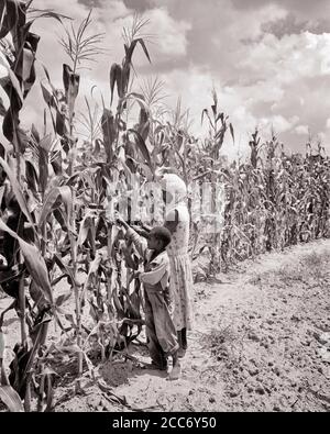 1930ER AFROAMERIKANISCHE BAUERNFRAU MUTTER UND SOHN AUF DEM FELD AUSWAHL ERNTE ERNTE ÄHREN VON MAIS ZU ESSEN ALABAMA USA - N75 HAR001 HARS ALTE ZEIT BESCHÄFTIGT NOSTALGIE ALTE MODE 1 MAIS JUVENILE OHREN STIL ANGST JUNGE ERWACHSENE TEAMARBEIT KOMMISSIONIERUNG SÖHNE FAMILIEN LEBENSSTIL FRAUEN ARMEN LÄNDLICHEN HAUSLEBEN VEREINIGTE STAATEN COPY SPACE IN VOLLER LÄNGE DAMEN PERSONEN VEREINIGTE STAATEN VON AMERIKA LANDWIRTSCHAFT MÄNNER RISKIEREN ALABAMA LANDWIRTSCHAFT B&W NORDAMERIKA FREIHEIT ERNTE NORDEN AMERIKANISCHE TRÄUME HIGH-ANGLE AFROAMERIKANER AFROAMERIKANER UND BAUERN SÜDOST SCHWARZ DIE ETHNIZITÄT IN DER BIS BARFUSS BEGEHT DIE SÜDLICHE VERBINDUNG Stockfoto