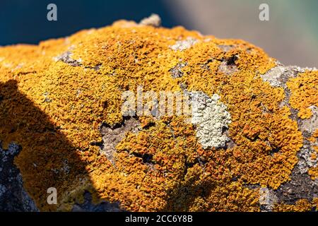 Detail des Pilzes auf der Rinde eines Baumes. Die Rinde von Bäumen wird oft für die Platzierung von Pflanzenparasiten, einschließlich Moose, Pilze und Flechten verwendet. Stockfoto