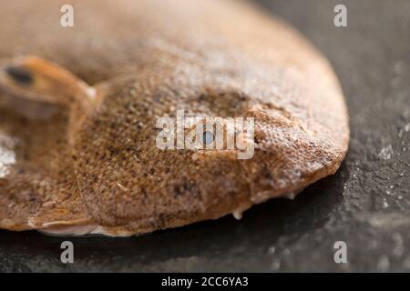 Detail des Kopfes und Auges einer Sandsohle, Pegusa lascaris, gefangen im Ärmelkanal und fotografiert auf einem dunklen Schieferhintergrund. England GB Stockfoto