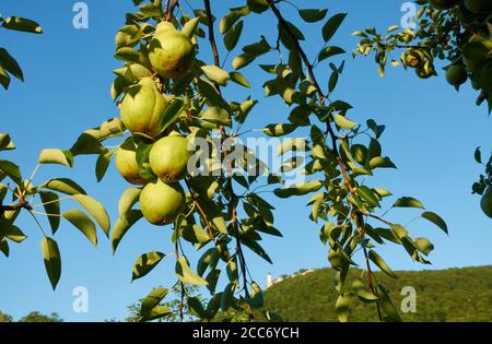 Viele Bio-Birnen (Pyrus) hängen an einem vertikal ausgerichteten Ast, Teck Castle kann durch das Laub gesehen werden, blauer Himmel. Deutschland. Stockfoto