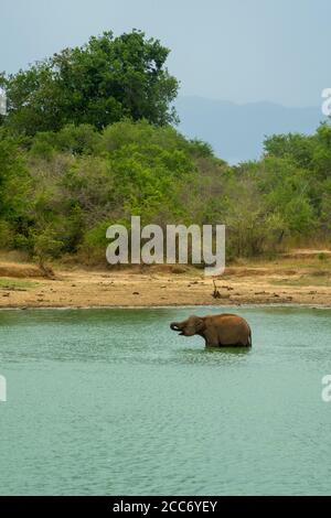 Junge Elefant mit einem Bad in einem Dschungelsee. Waldbüsche im Nationalpark Udawalawe, Sri Lanka Stockfoto