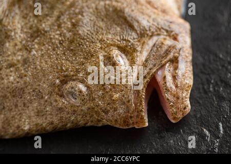 Detail des Kopfes eines rohen Steinbutts, Scophthalmus maximus, gefangen im Ärmelkanal und fotografiert auf einem dunklen Schieferhintergrund. England GB Stockfoto