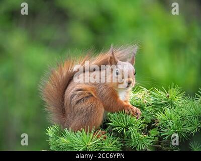 Porträt von niedlichen eurasischen Roten Eichhörnchen (Sciurus vulgaris) in charakteristischen Pose thront auf Laub von Lärche Baum (Larix decidua) Cumbria, England, UK Stockfoto