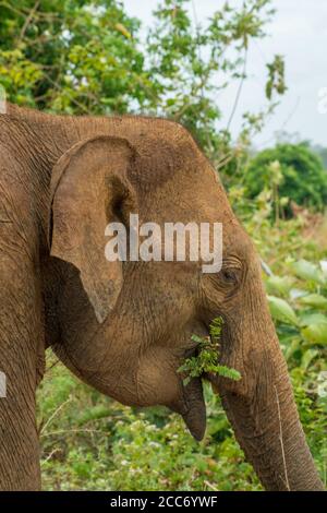 Nahaufnahme eines asiatischen Elefanten, der in Dschungelwaldbüschen im Nationalpark Udawalawe, Sri Lanka isst. Hochformat Stockfoto
