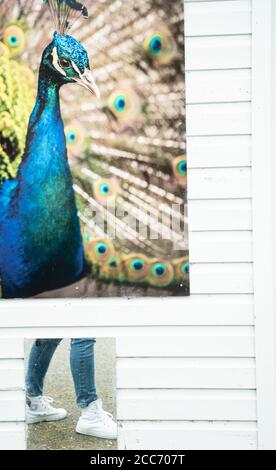 Atemberaubender Pfau mit leuchtendem blauem Gefieder und schillernden Schwanzfedern mit Augenflecken Stockfoto