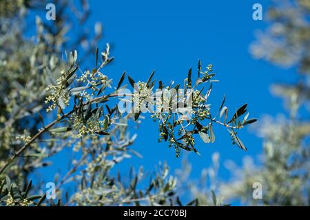 Israel, Jerusalem. Die Kirche aller Völker, auch bekannt als Basilika der Agonie. Garten von Gethsemane neben der Kirche. Olivenbaum Detail. Stockfoto