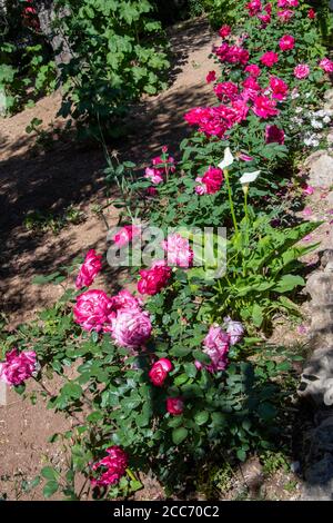 Israel, Jerusalem. Die Kirche aller Völker, auch bekannt als Basilika der Agonie. Garten von Gethsemane neben der Kirche. Rosengarten. Stockfoto