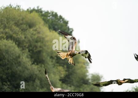 Gigrin Farm Red Kite Fütterungszentrum, Rhayader, Powys, Wales Großbritannien Stockfoto