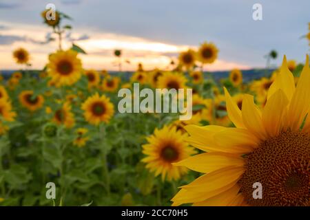 Teil einer Sonnenblume (Helianthus annuus) im Detail, andere Pflanzen im Hintergrund, Himmel leuchtet orange. Deutschland. Stockfoto