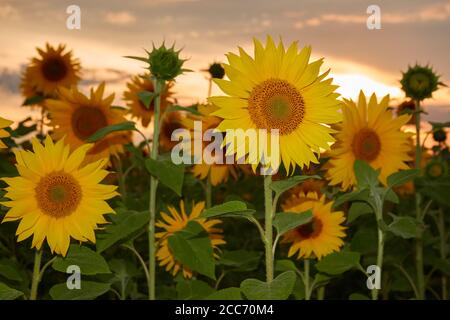 Viele leuchtend gelbe Sonnenblumen (Helianthus annuus), der Abendhimmel leuchtet orange. Blitzleuchte. Deutschland. Stockfoto