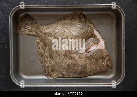 Ein roher, entkuttierter Steinbutt, Scophthalmus maximus, gefangen im Ärmelkanal und fotografiert auf einem dunklen Schieferhintergrund. England GB Stockfoto