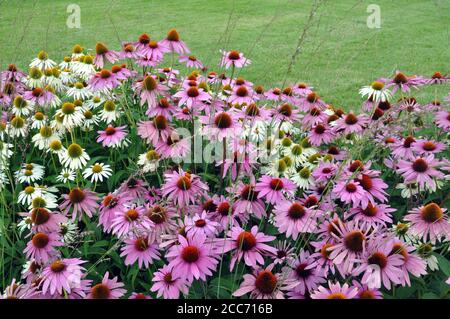 Rosa Echinacea Blumen. Nahaufnahme von rosa Echinacea Blumen. Stockfoto