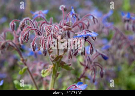 Borretsch (Sternblume) Erntefeld in Wiltshire, England Stockfoto