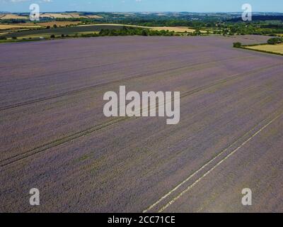 Borretsch (Sternblume) Erntefeld in Wiltshire, England Stockfoto