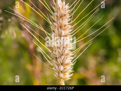 Eine Makroaufnahme von einigen Weizensamen. Stockfoto