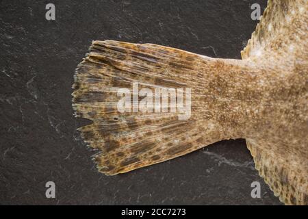 Detail des Schwanzes oder Schwanzflosse eines rohen Steinbutts, Scophthalmus maximus, gefangen im Ärmelkanal und fotografiert auf einem dunklen Schieferhintergrund. E Stockfoto