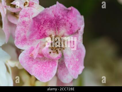 Eine Makroaufnahme einer rosa Wildrose. Stockfoto