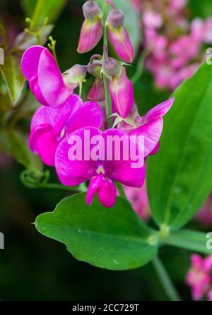 Eine Makroaufnahme eines pink Sweet pea blühen. Stockfoto