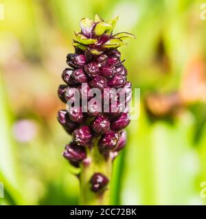 Eine Makroaufnahme der dunkelvioletten Blüten einer eucomis-Blüte. Stockfoto